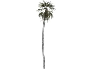 Tree Palm 3D Model preview
