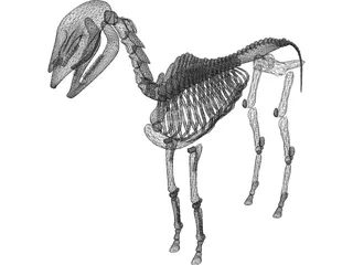 Horse Skeleton 3D Model preview