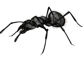 Ant Black 3D Model preview