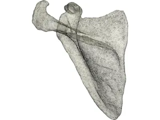 Scapula 3D Model preview