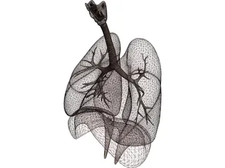 Human Respiratory System 3D Model preview