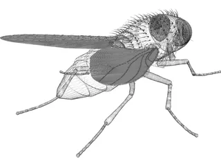 House Fly 3D Model preview