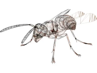 Wasp 3D Model preview