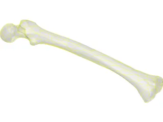 Femur Bone Man 3D Model preview