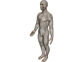 Human 3D Model preview