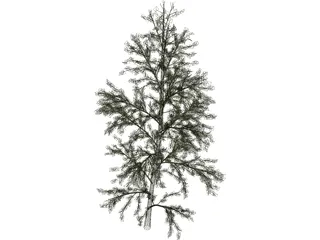 Pioppo Cipressino 3D Model preview
