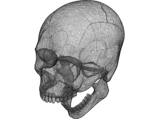 Skull Human 3D Model preview