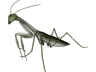 Mantis Praying 3D Model preview