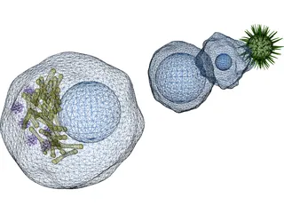Cytology Cells Virus 3D Model preview