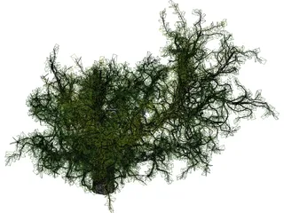 Oak Tree 3D Model preview