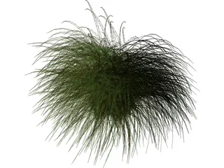 Gynerium Sagittatum Plant 3D Model preview