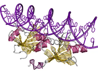 DNA 3D Structure 3D Model preview