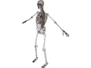 Skeleton with Internal Organs 3D Model preview