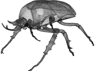 African Rose Beetle 3D Model preview