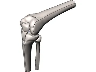 Knee Joint Human 3D Model preview