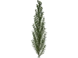 Lombardy Poplar (Populus Nigra) 3D Model preview