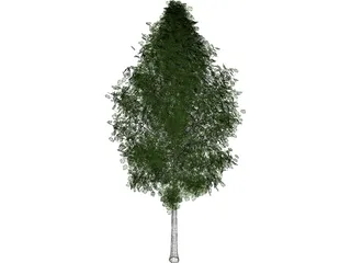 Quaking Aspen (Populus Tremuloides) 3D Model preview