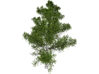 Sassafras 3D Model preview