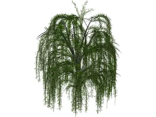 Weeping Willow 3D Model preview
