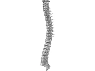 Spine 3D Model preview