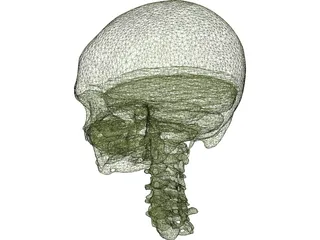 Skull and Neck 3D Model preview