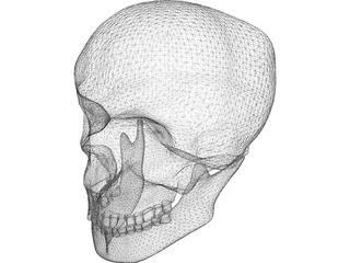 Skull Complete with Jaw Bone and Teeth 3D Model preview