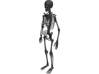 Skeleton 3D Model preview