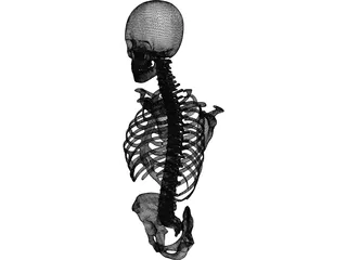 Upper Skeletal System 3D Model preview