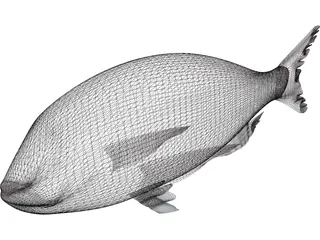Black Sea Bass 3D Model preview