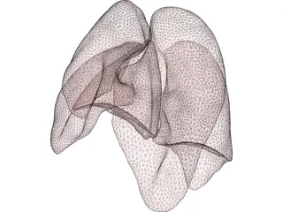 Lungs Human 3D Model preview