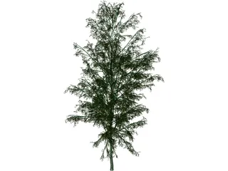 Birch Tree 3D Model preview