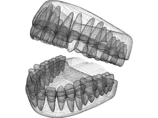 Teeth 3D Model preview