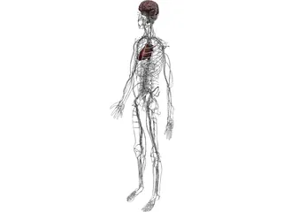 Circulatory System with Heart, Thymus and Brain 3D Model preview