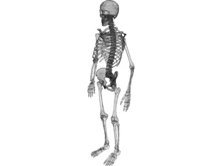 Skeleton 3D Model preview