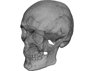 Skull Human 3D Model preview