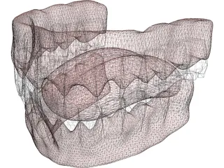 Gums Teeth Tongue 3D Model preview