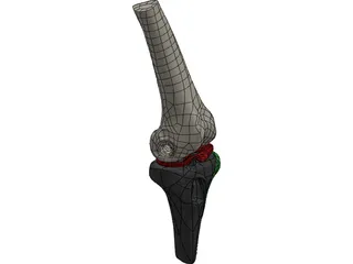 Human Knee Joint 3D Model preview