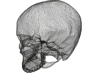 Human Skull No Jaw 3D Model preview