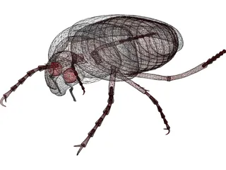 Bug (Meikever In Dutch) 3D Model preview