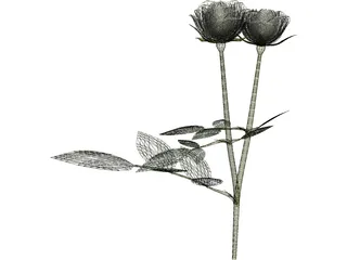 White Rose 3D Model preview