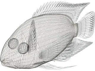 Cichlid 3D Model preview