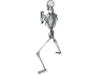 Skeleton 3D Model preview