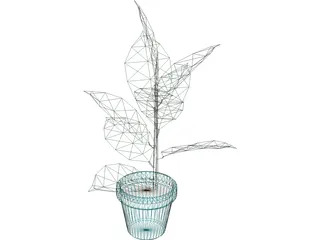 India-Rubber Plant 3D Model preview