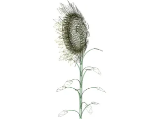 Sunflower 3D Model preview