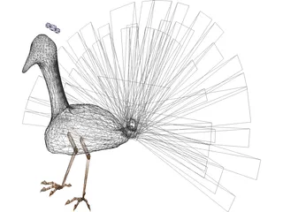 Peacock 3D Model preview