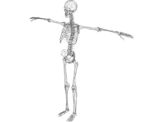 Skeleton 3D Model preview
