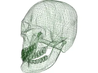 Skull 3D Model preview