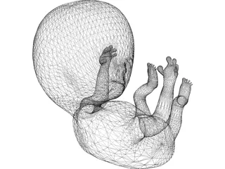 Fetus 12 Week 3D Model preview