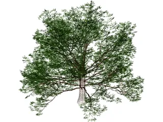 American Beech 3D Model preview