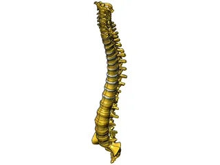 Human Spine 3D Model preview